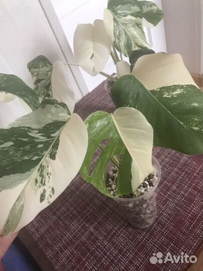 Монстера Альба