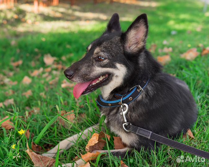 Лайка/хаски/овчарка метис