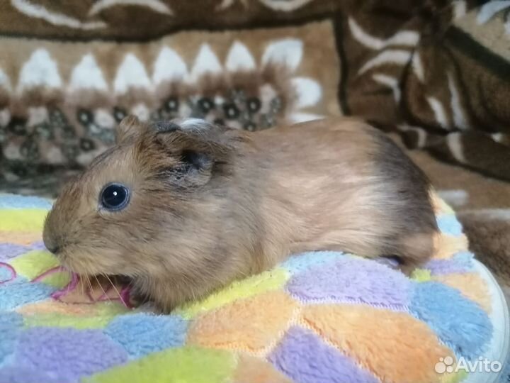 Морские свинки