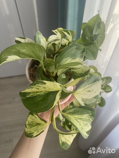 Эпипремнум хеппи лиф