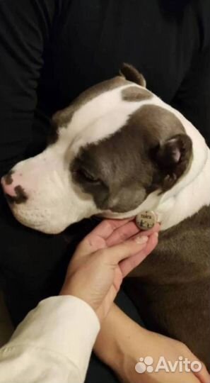 Адресники для кошек