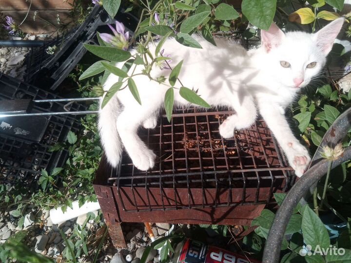 Красивая кошечка