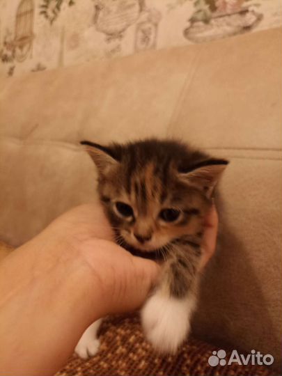 Котик в добрые руки