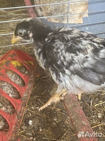 Цыплята кур несушек