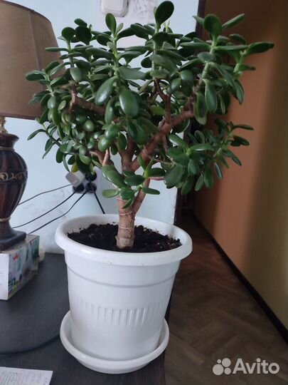 Крассула толстянка денежное