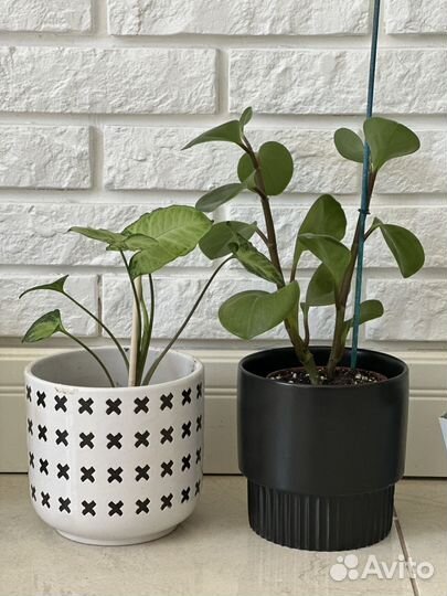 Домашние цветы бесплатно