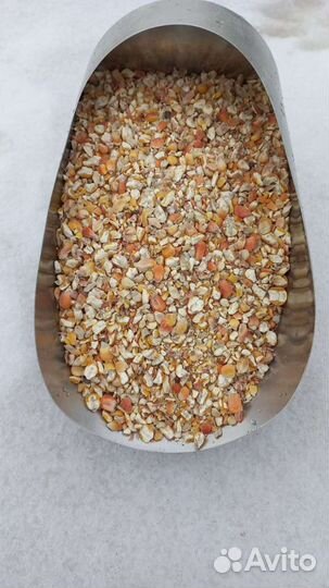 Кукуруза зерно цельное/колотое/дроблённое