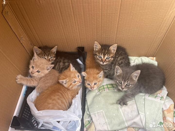 Котята ищут дом