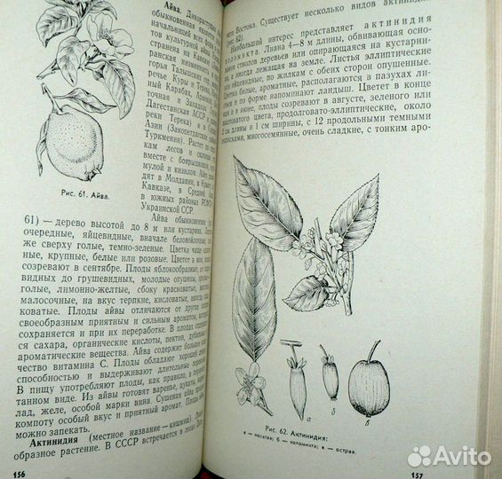 Лекарственные растения СССР