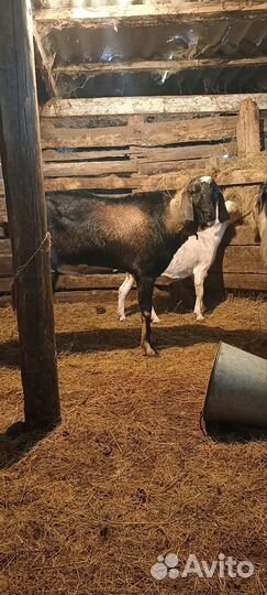 Нубийский козел