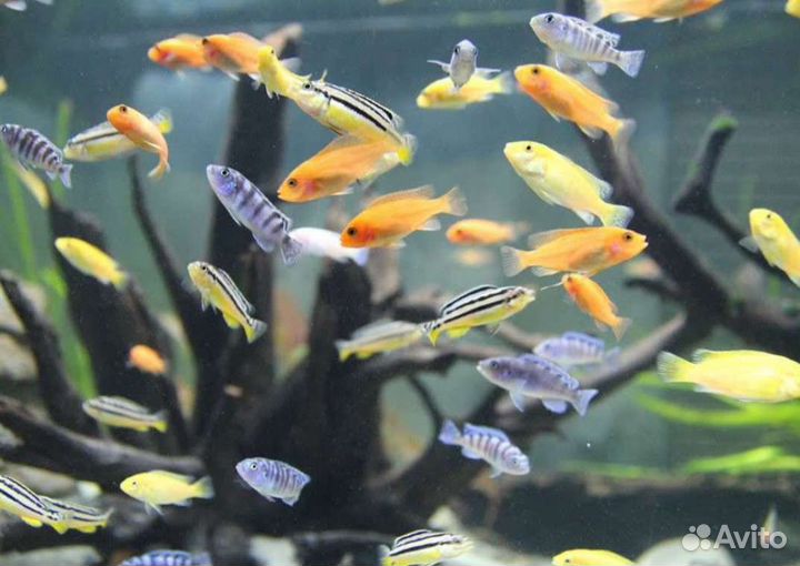 Малавийские цихлиды