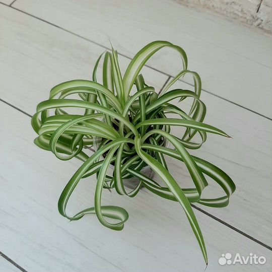 Хлорофитум кудрявый бонни
