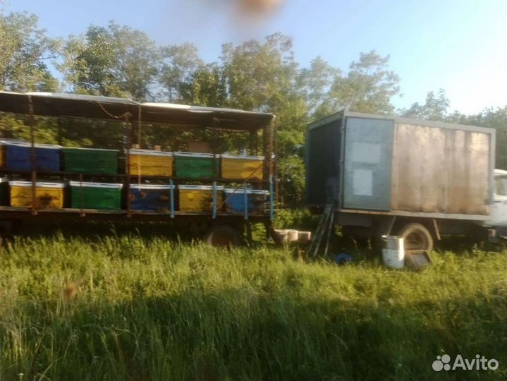 Мёд майский 2023 года