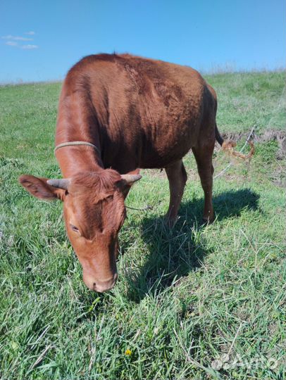 Лошадь Бык бычок телка