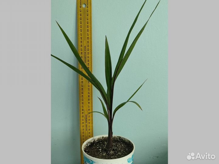 Бутылочная пальма Hyophorbe lagenicaulis