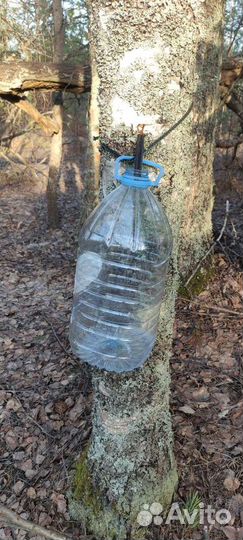 Березовый сок