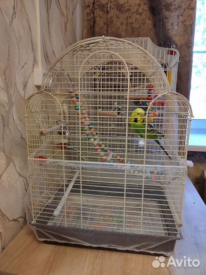 Волнистый попугай швед получех