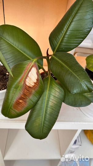 Фикус каучуконосный