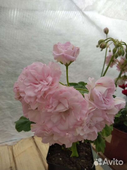 Пеларгония (герань) Millfield Rose