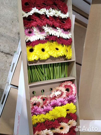 Герберы опт коробка доставка цветов Москва