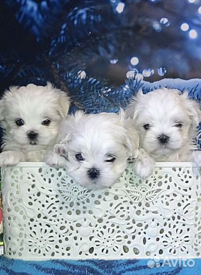 Кукольные мальчики