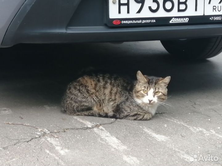 Найден потерявшийся кот - поиск хозяина