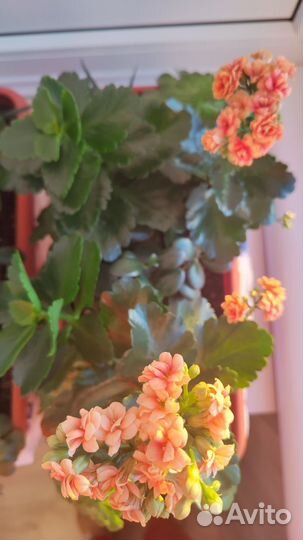 Каланхоэ цветущий, эониум, хавортия, крассула