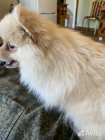 Померанский шпиц мини девочка