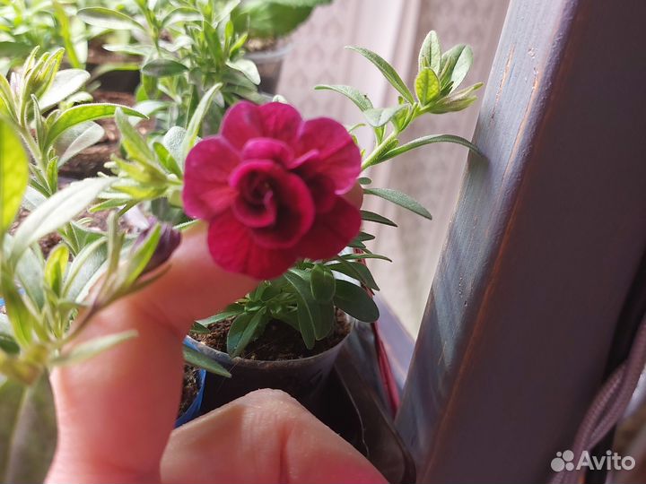 Вегетативная петуния фанфара вайт