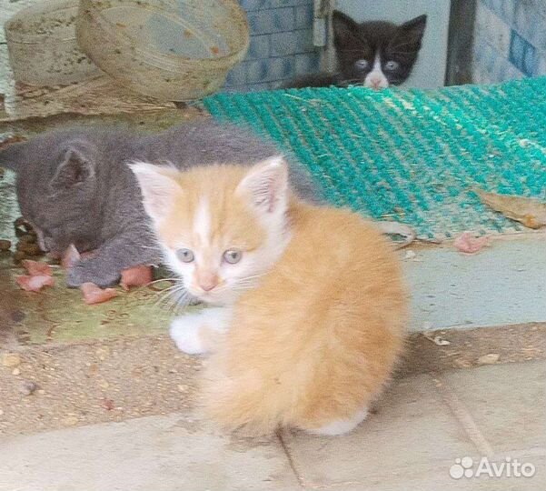 Отдам котят в хорошие руки
