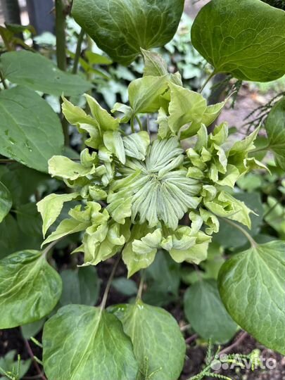 Клематис белый фуюно таби