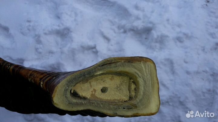 Продам рога красивые