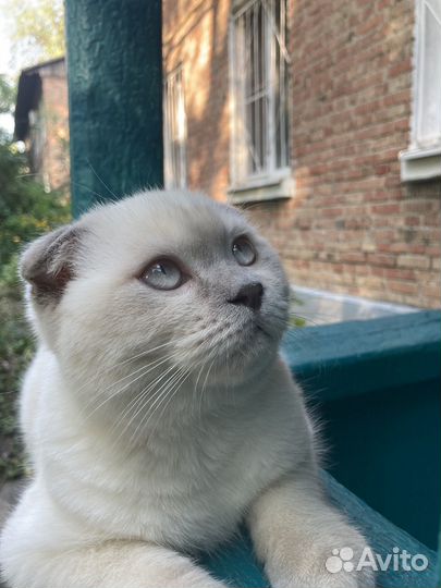 Шотландский вислоухий кот вязка