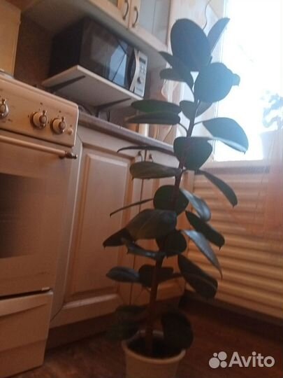 Фикус каучуконосный