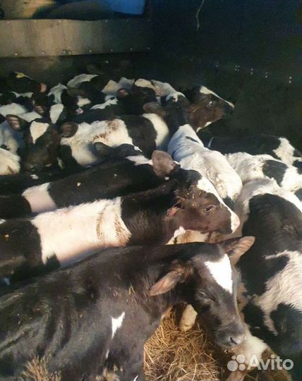 Телята бычки