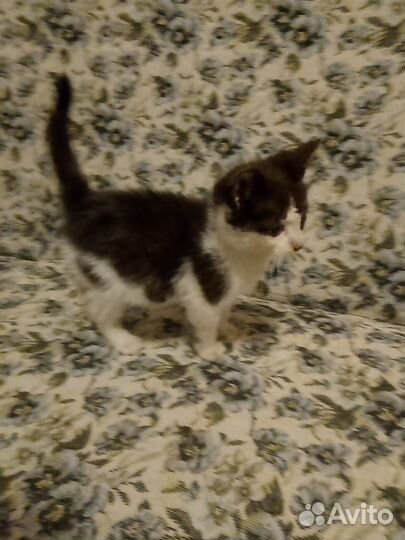 Котята в добрые руки 1 месяц