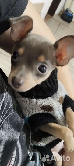 Мини той-терьер вязка