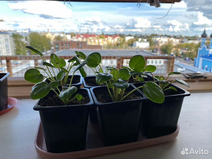 Пилея пеперомиевидная