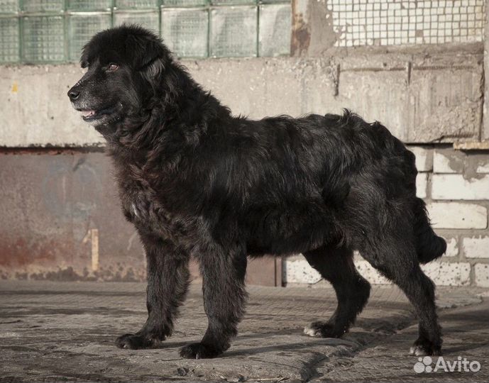 Собака Жак в добрые руки