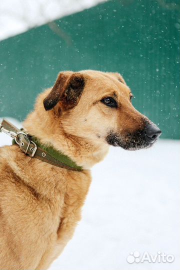 Добрейшая собака ищет дом