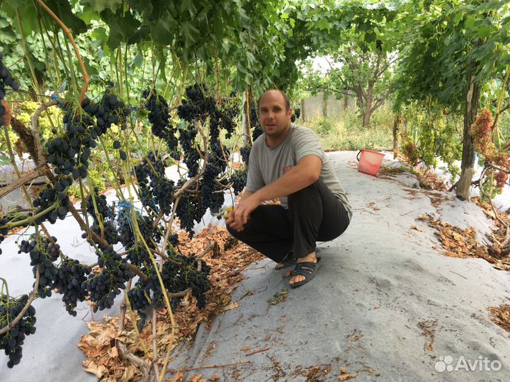 Саженцы винограда