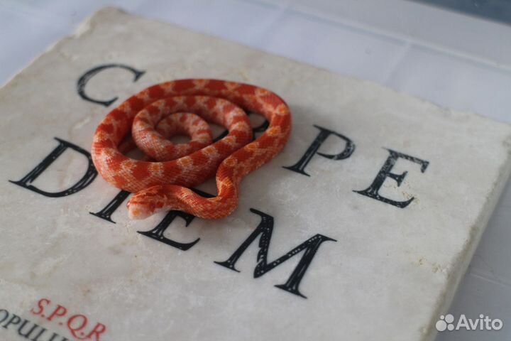 Маисовый полоз этого сезона