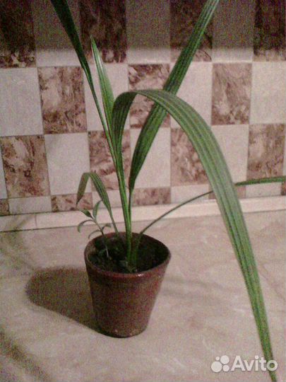 Отросток финиковой пальмы