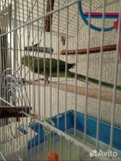 Ожереловый попугай