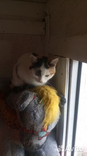 Приют для животных