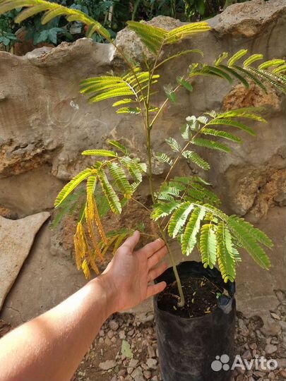 Саженцы ленкоранской акации, альбиции