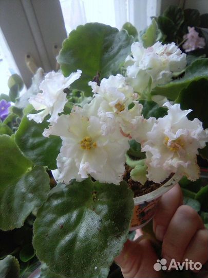 Листочки на срез