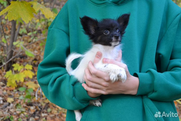 Папийон девочка