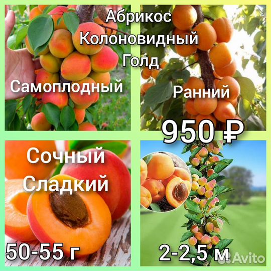 Абрикос Колоновидный зкс