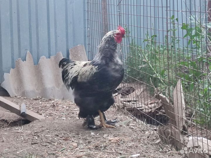 Петух брама